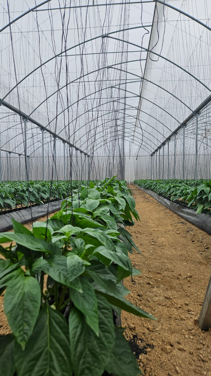 WhatsApp Image 2025-11-05 at 19.01.37_6a20ab6c